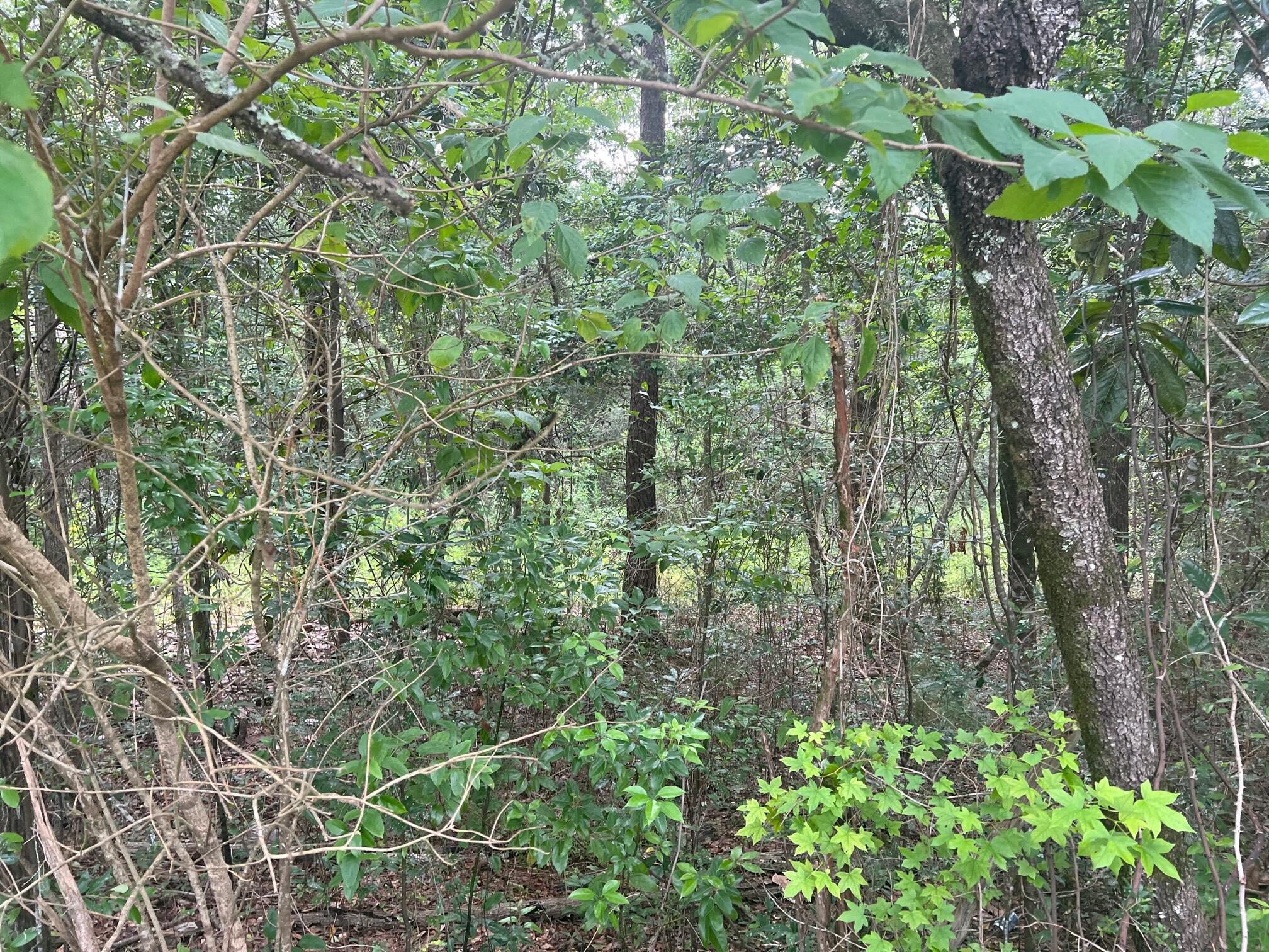 2.8-ac Miller Road DeFuniak Springs, FL 32435 - Photo 4 of 12 IMG_8924