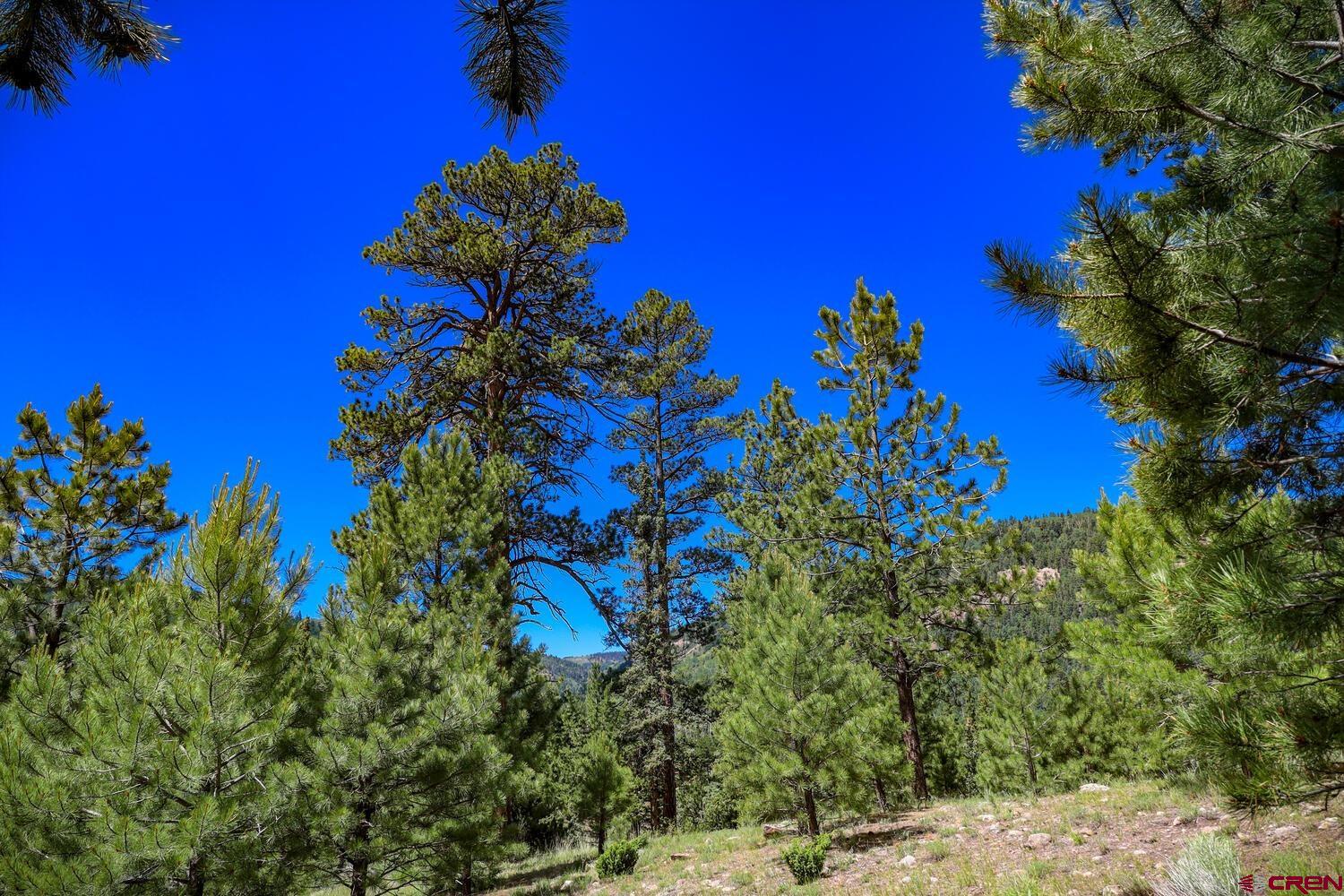 Lot 3 North N Ridge Antonito, CO 81120 - Photo 13 of 35 a view of a flower