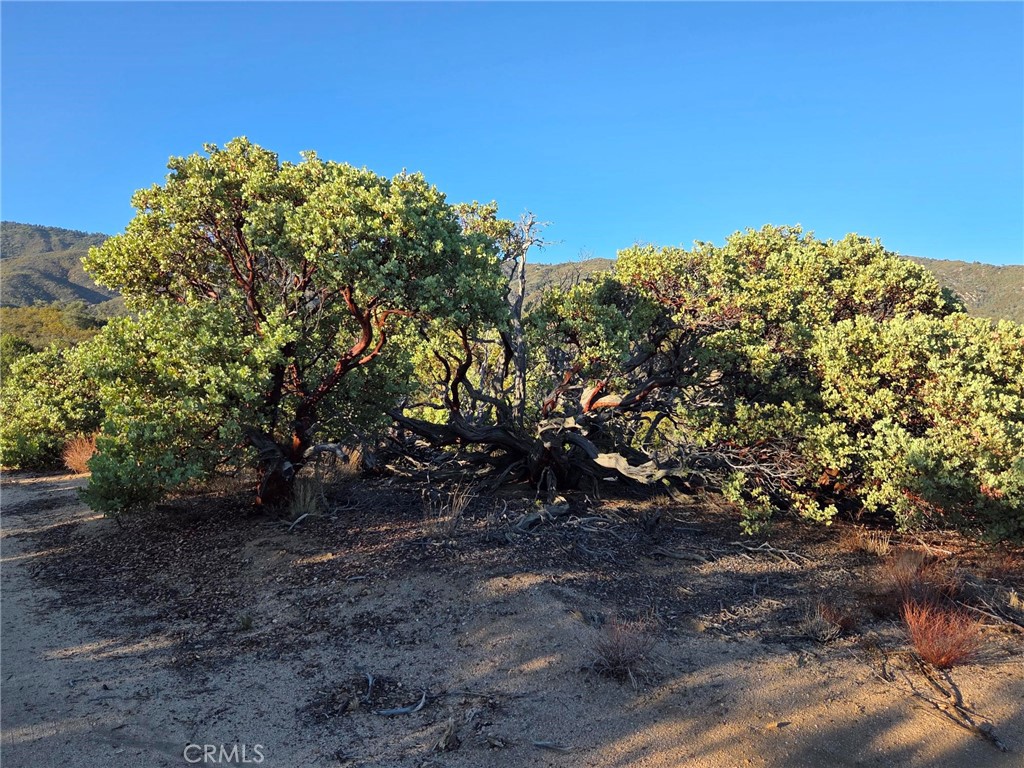 0 Mount Road Anza, CA 92539 - Photo 17 of 25 a view of a yard