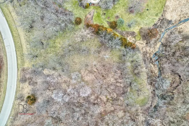 a close up of a tree