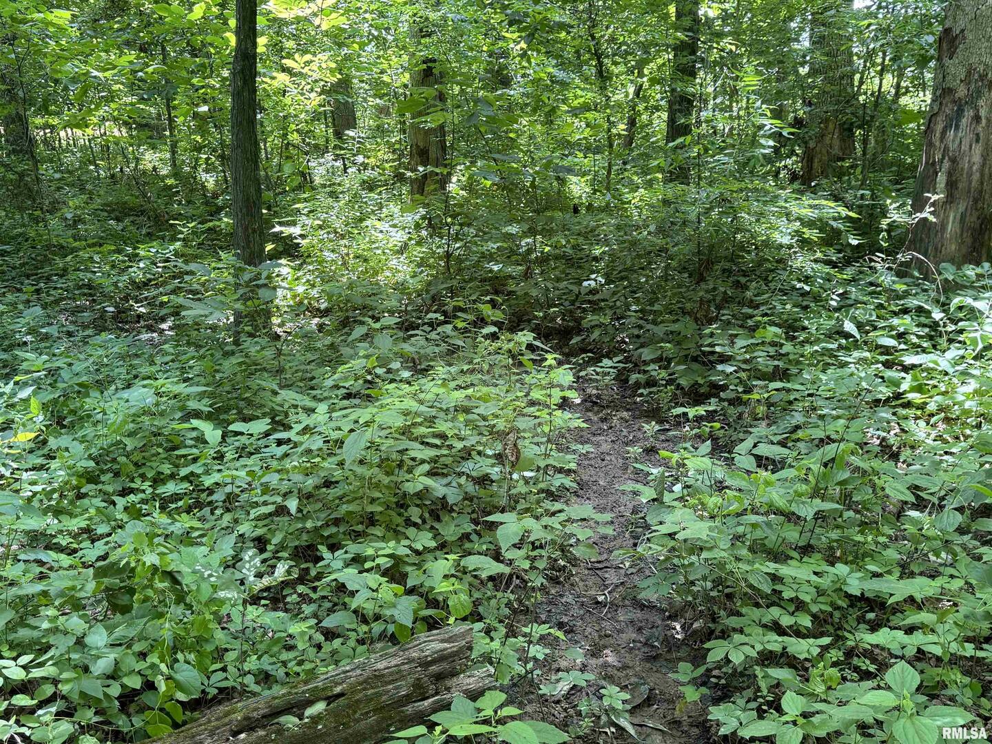 0 1325 North County Road Cisne, IL 62823 - Photo 23 of 28