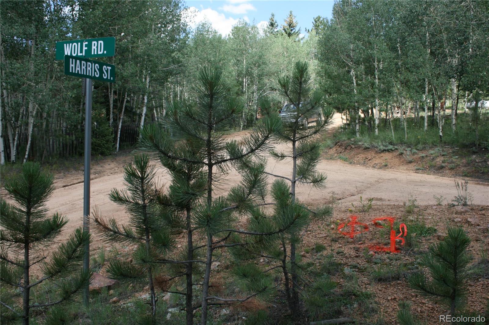 Wolf Road Bailey, CO 80421 - Photo 1 of 26 a view of a street with lots of flower plants and tree
