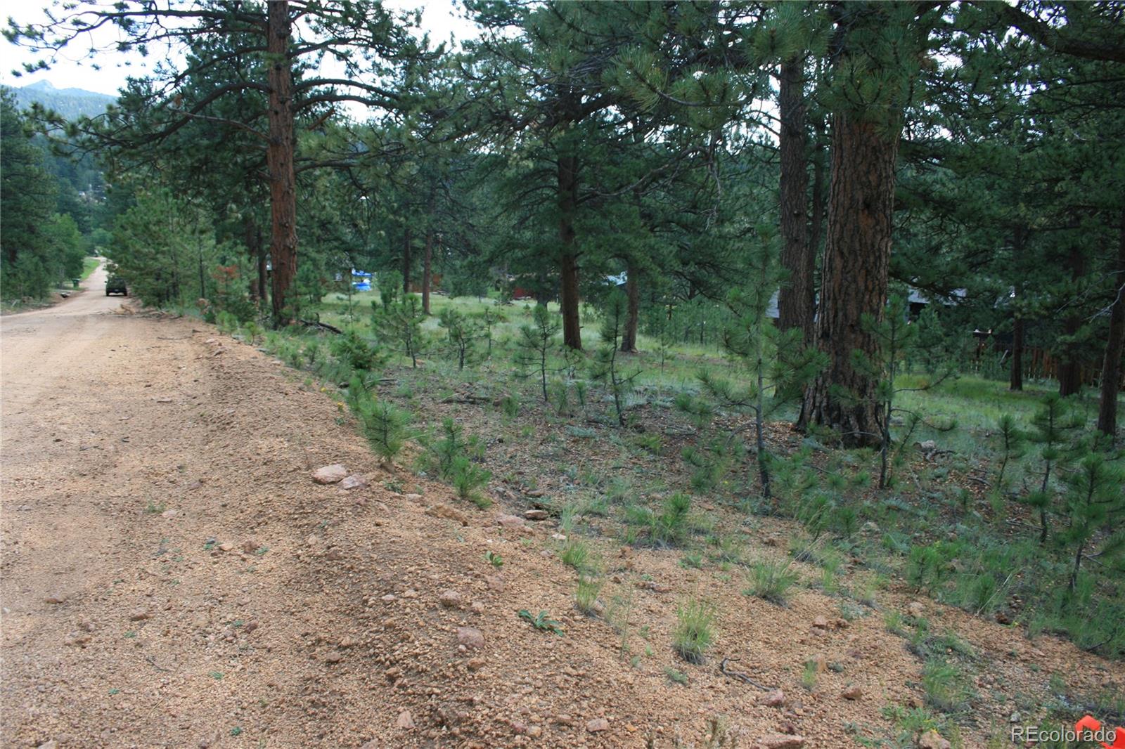 Wolf Road Bailey, CO 80421 - Photo 11 of 26 a view of a forest with trees in the background