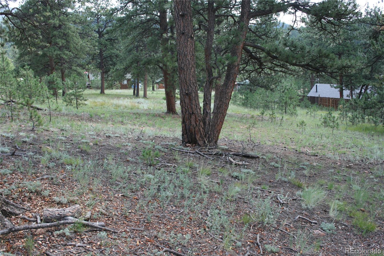 Wolf Road Bailey, CO 80421 - Photo 13 of 26 a view of a yard with a tree