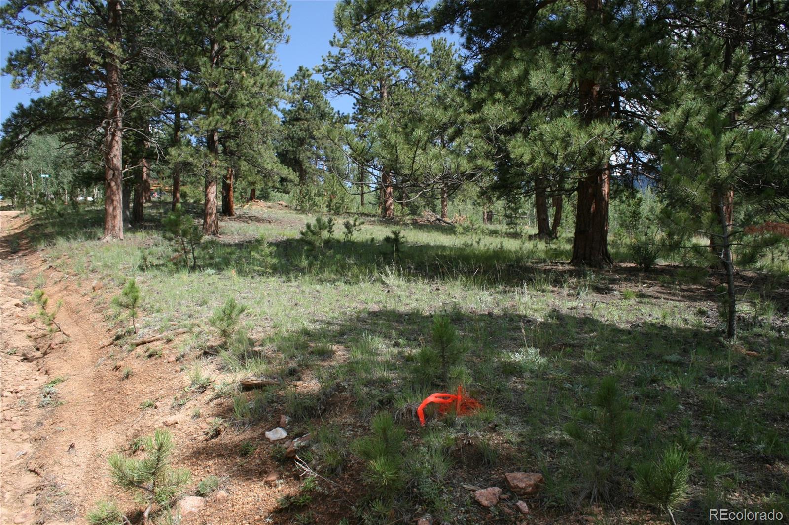 Wolf Road Bailey, CO 80421 - Photo 16 of 26 a backyard of a house with lots of green space