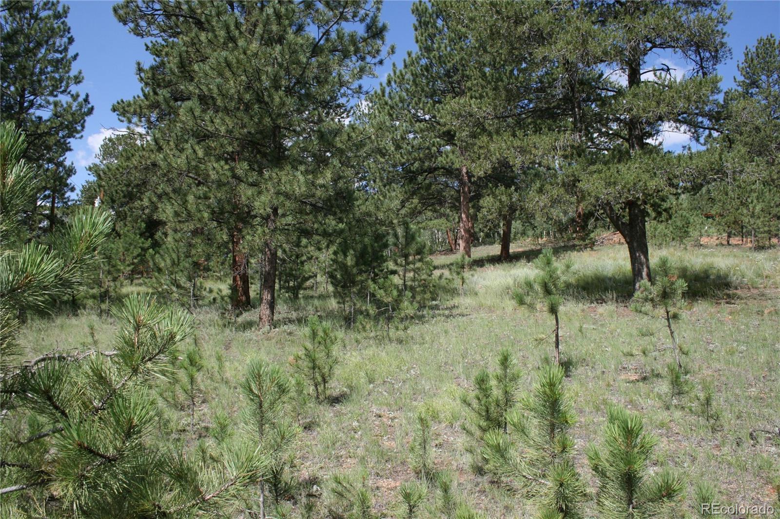 Wolf Road Bailey, CO 80421 - Photo 17 of 26 a view of a forest with a tree