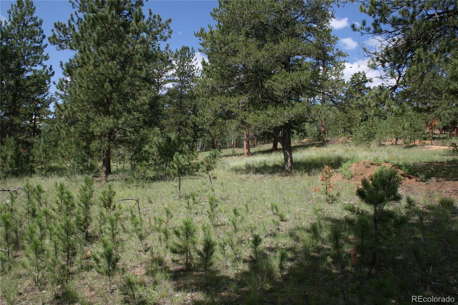 Wolf Road Bailey, CO 80421 - Photo 18 of 26 a view of some trees and bushes