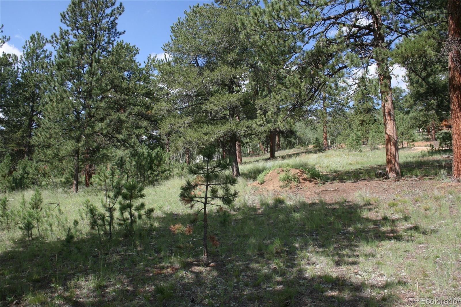 Wolf Road Bailey, CO 80421 - Photo 19 of 26 a view of a yard with a tree