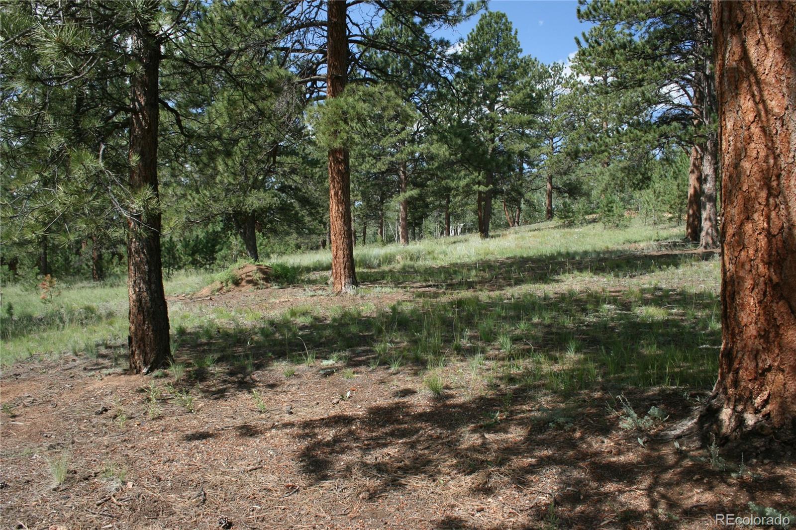 Wolf Road Bailey, CO 80421 - Photo 20 of 26 a view of a forest with trees in the background