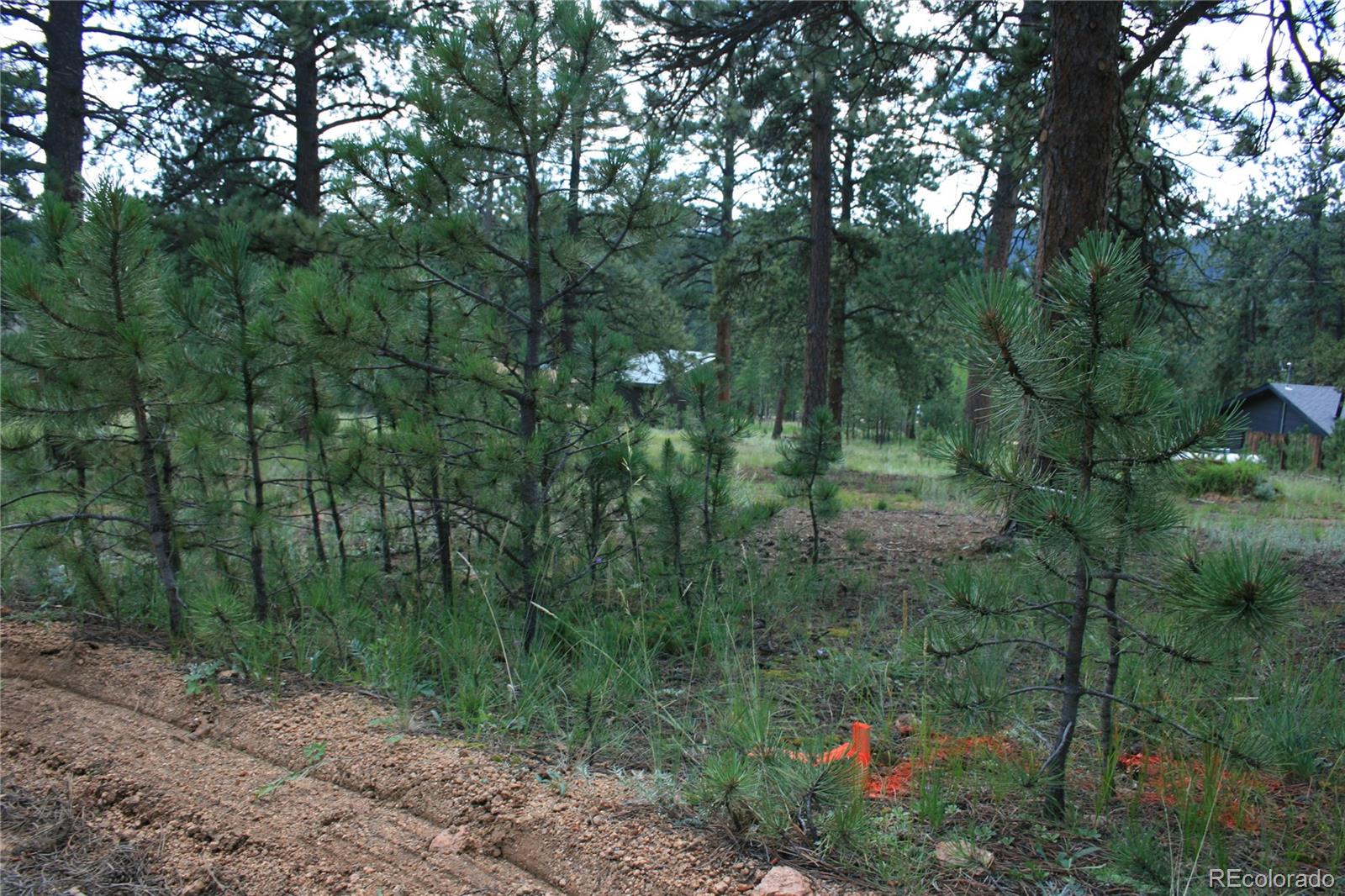 Wolf Road Bailey, CO 80421 - Photo 8 of 26 a view of a forest with a street