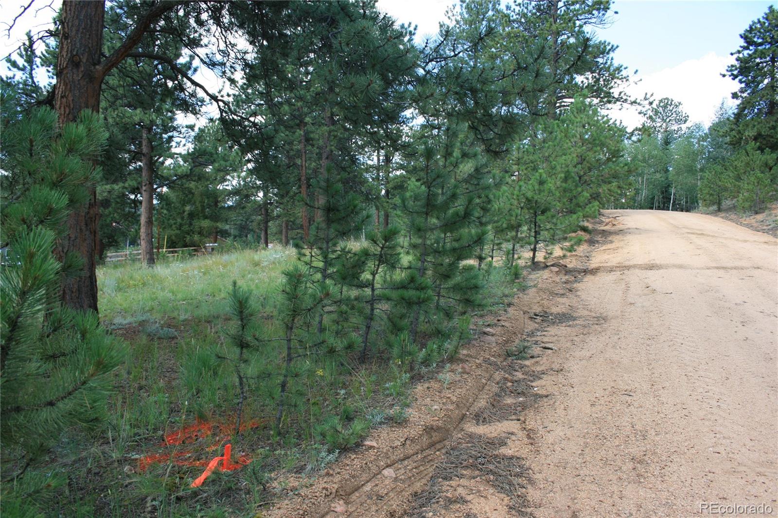 Wolf Road Bailey, CO 80421 - Photo 9 of 26 a view of a street with a tree