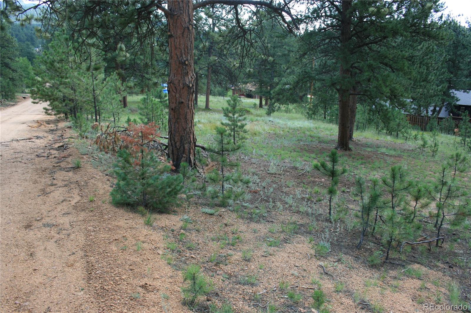 Wolf Road Bailey, CO 80421 - Photo 10 of 26 a view of a forest with trees