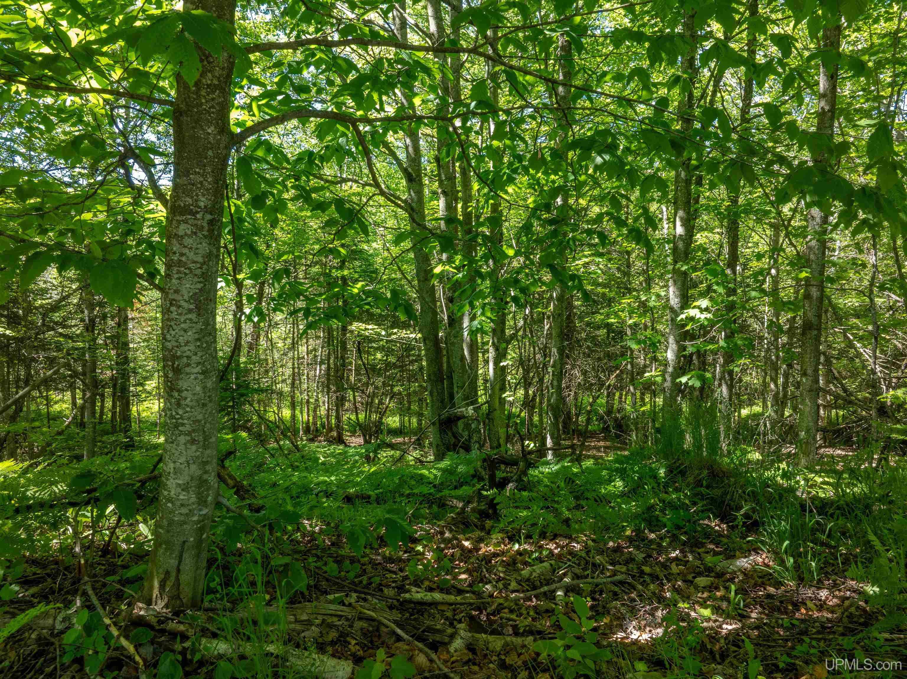 31 A Off Center Street Munising, MI 49862 - Photo 23 of 31