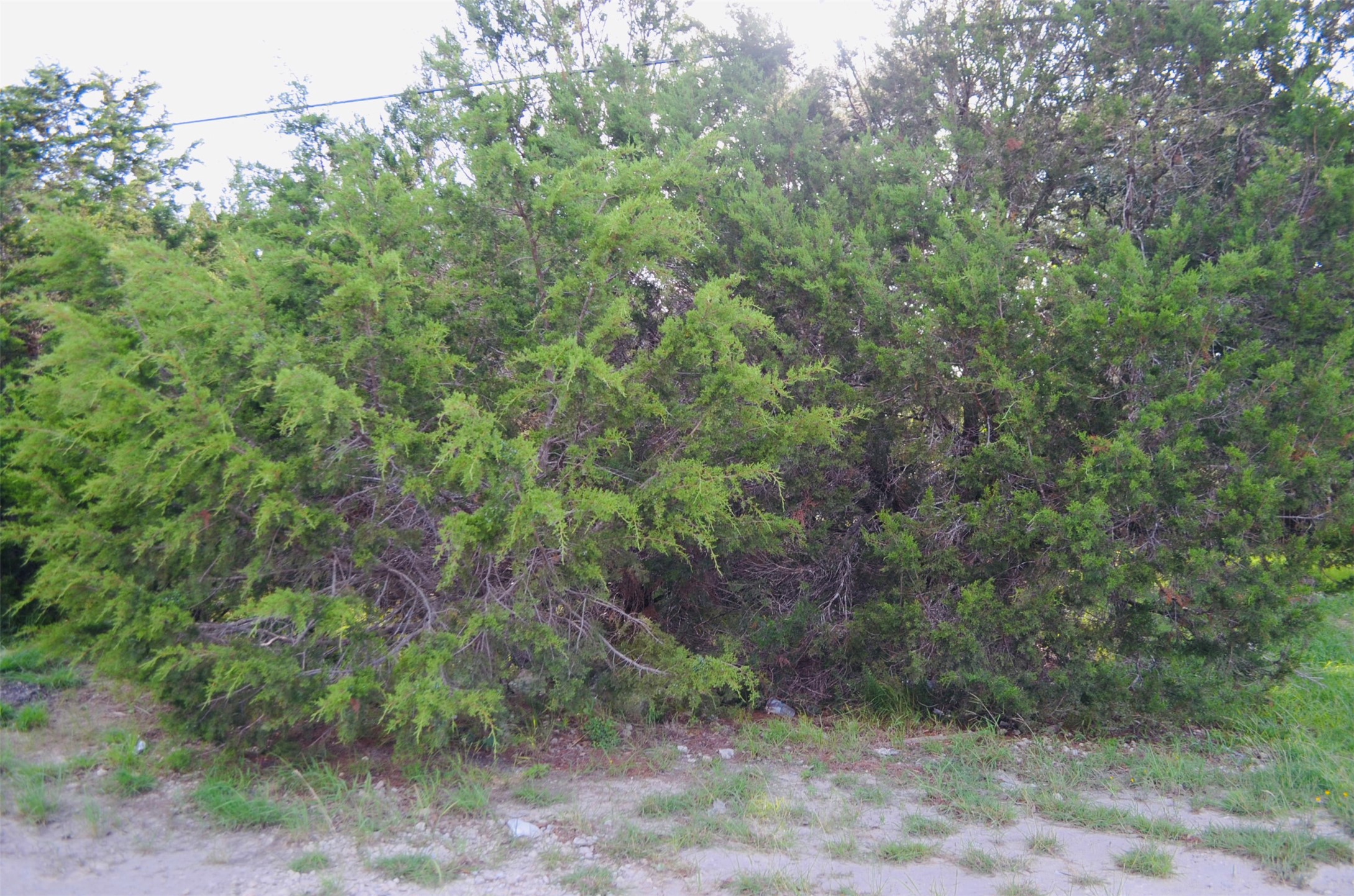 419 Thunderhead Drive Spring Branch, TX 78070 - Photo 7 of 7 a view of a forest with lush green forest