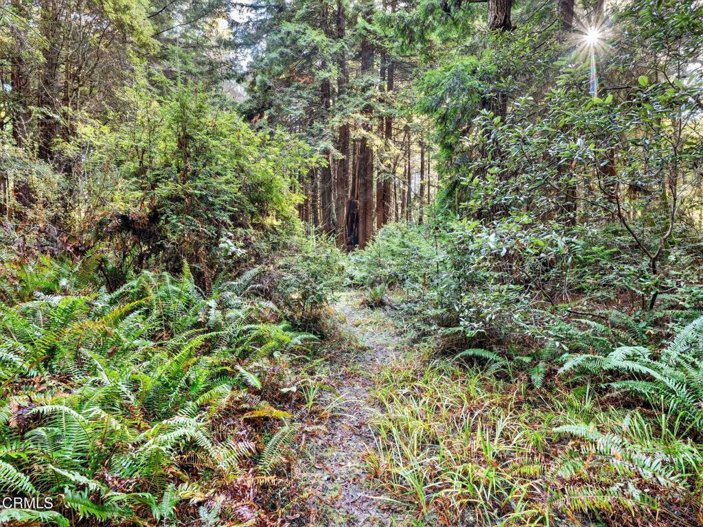 19400 Dorffi Road Fort Bragg, CA 95437 - Photo 40 of 49 57-web-or-mls-DSC06356
