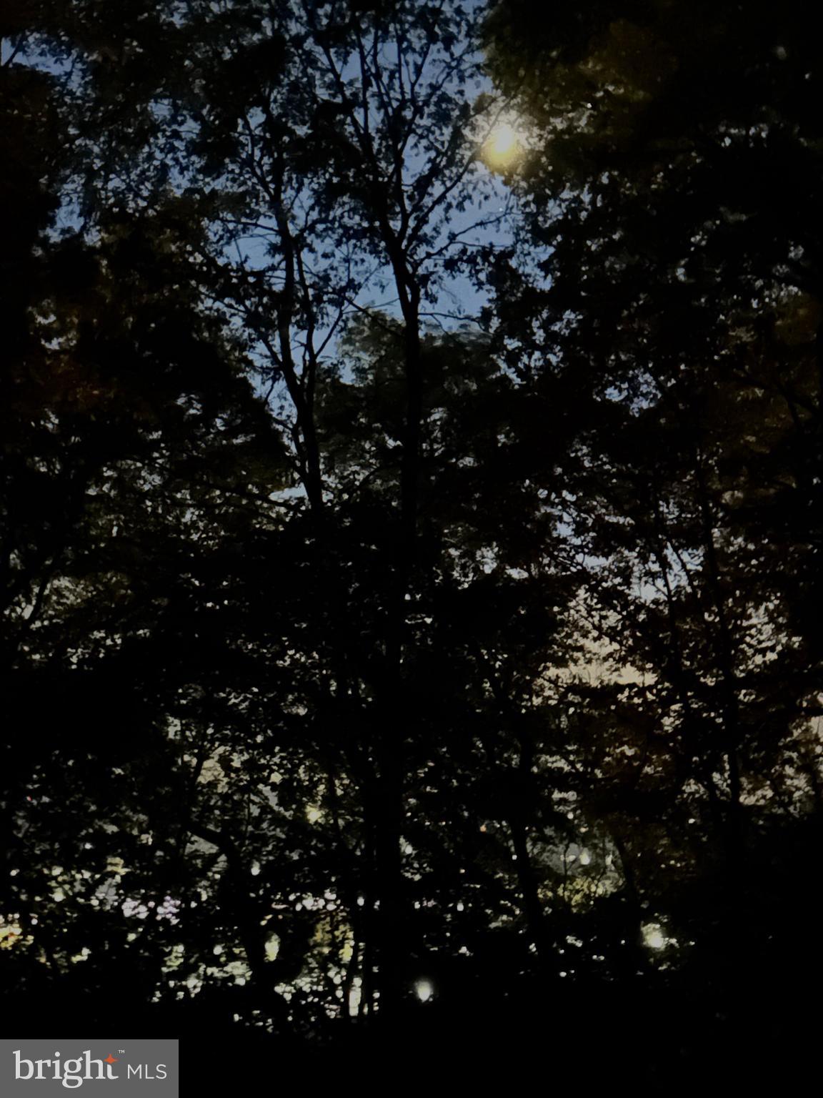 2487 Chestnut Ridge Drive Lancaster, PA 17601 - Photo 95 of 96 a picture of tree