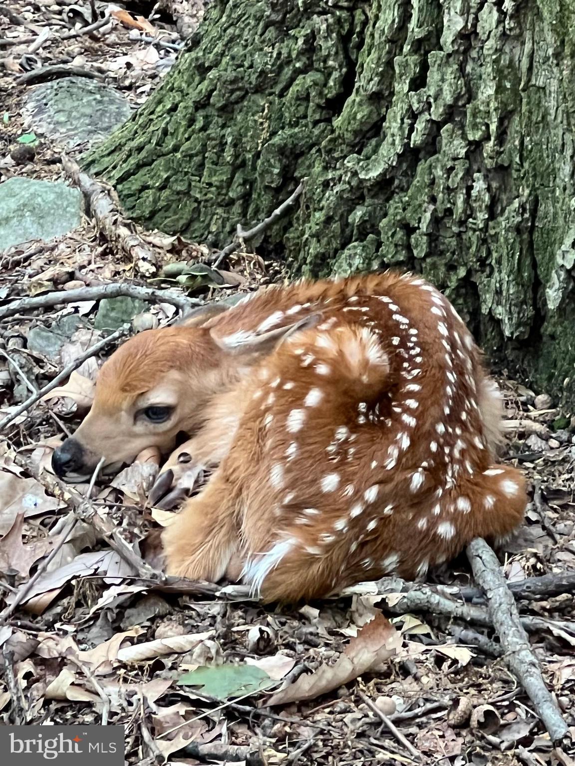 2487 Chestnut Ridge Drive Lancaster, PA 17601 - Photo 96 of 96 Nature abounds at 2487 Chestnut Ridge Dr.