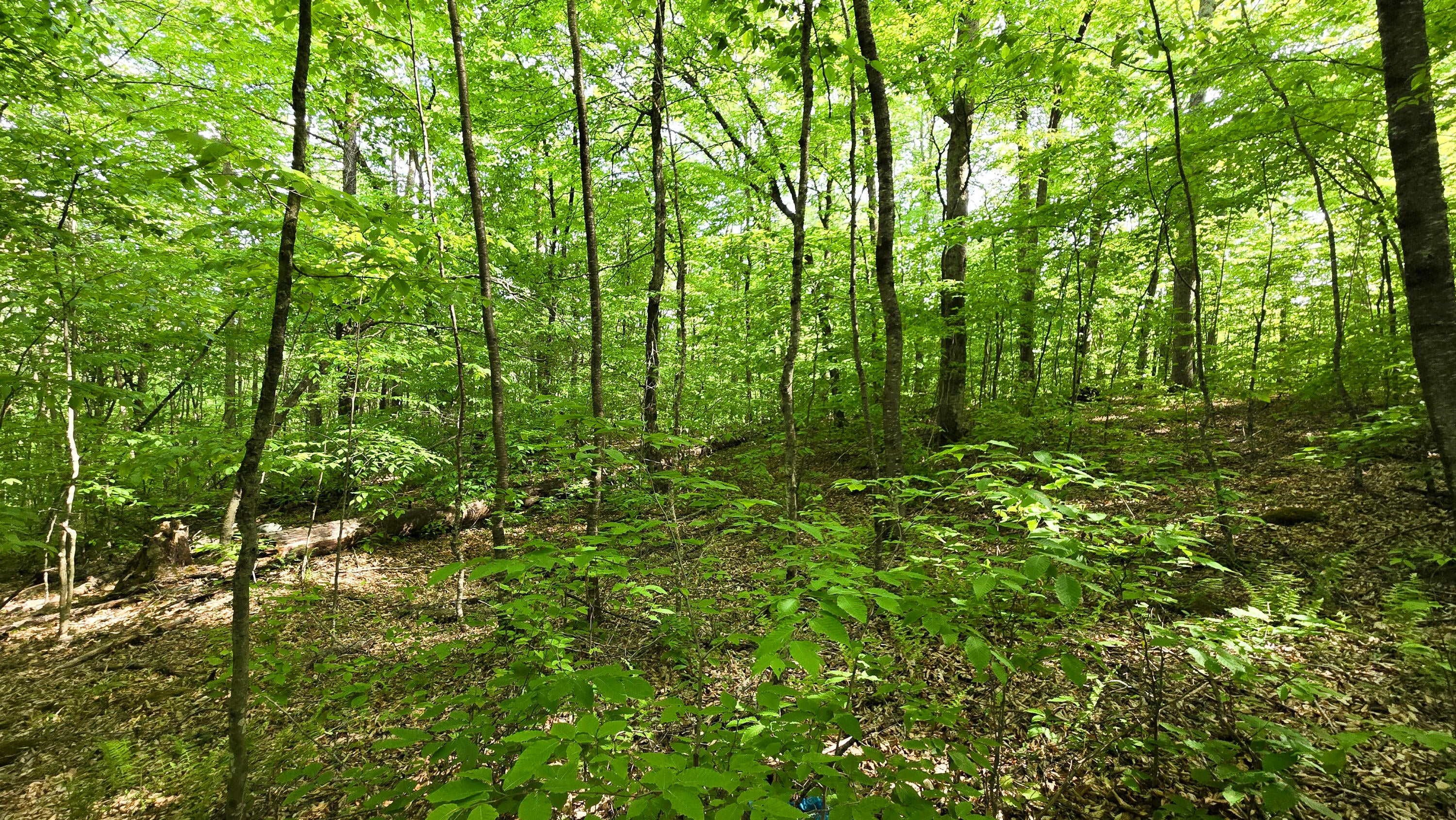 Lot 14 Roberts Ridge Valley Head, WV 26294 - Photo 5 of 12 Gallery Image 5