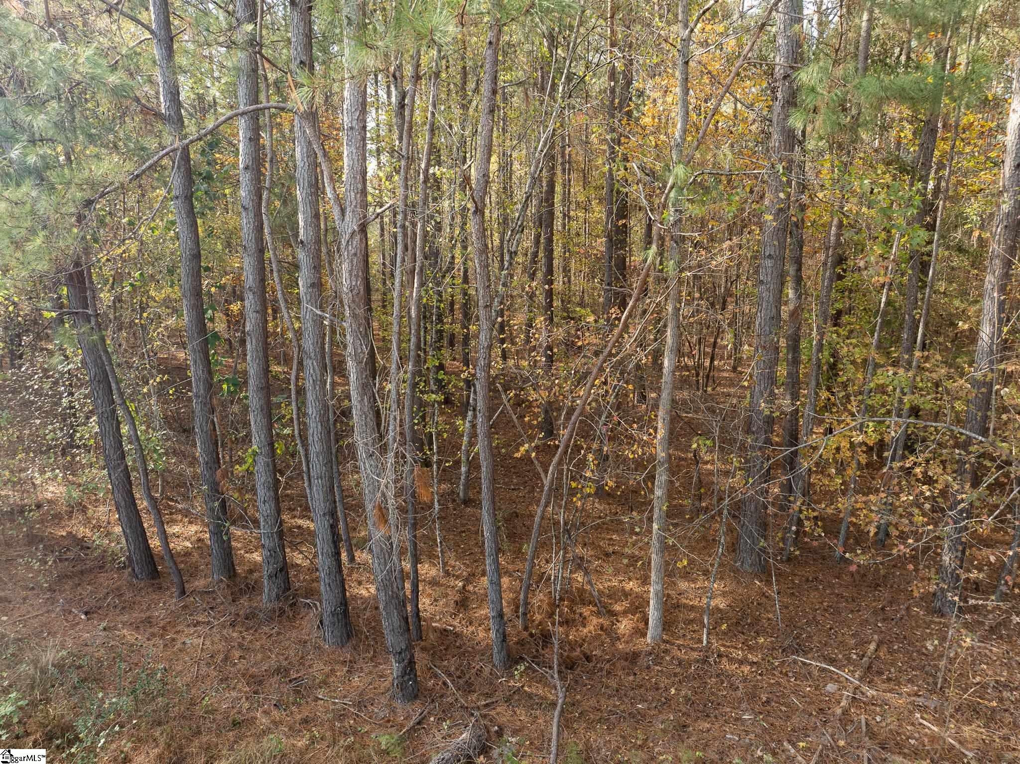 0 Elford Grove Road, Unit TRACT 5 Jonesville, SC 29353 - Photo 8 of 24 Gallery Image 8