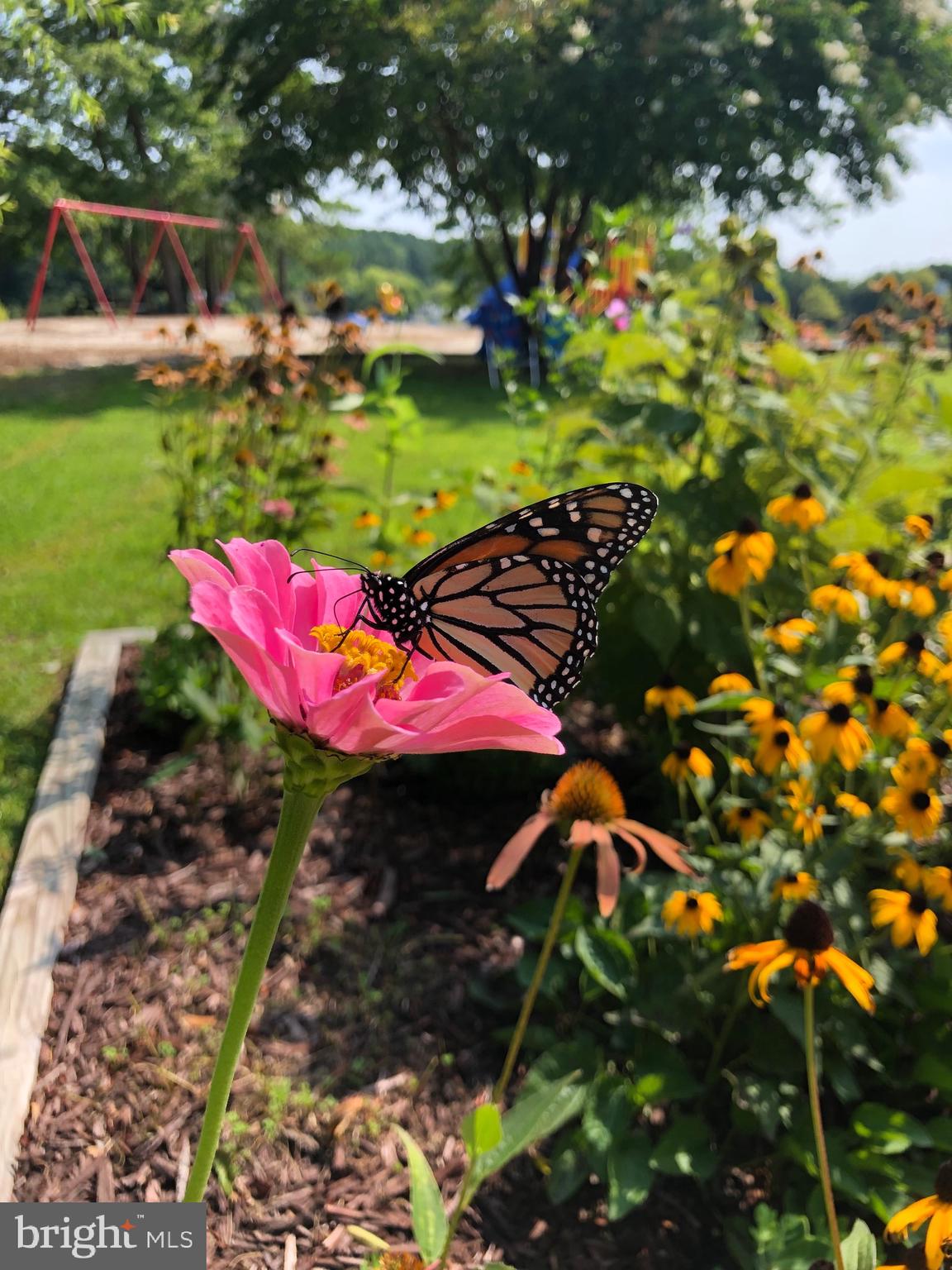 11973 Baywatch Road Berlin, MD 21811 - Photo 64 of 95 Butterfly Garden