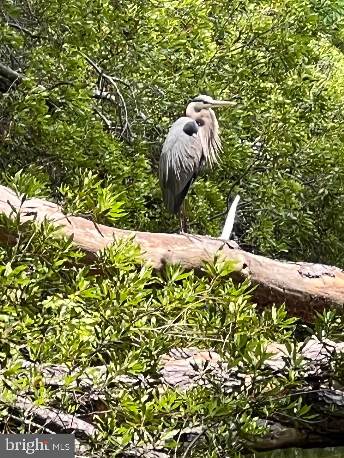 11973 Baywatch Road Berlin, MD 21811 - Photo 79 of 95 Wildlife