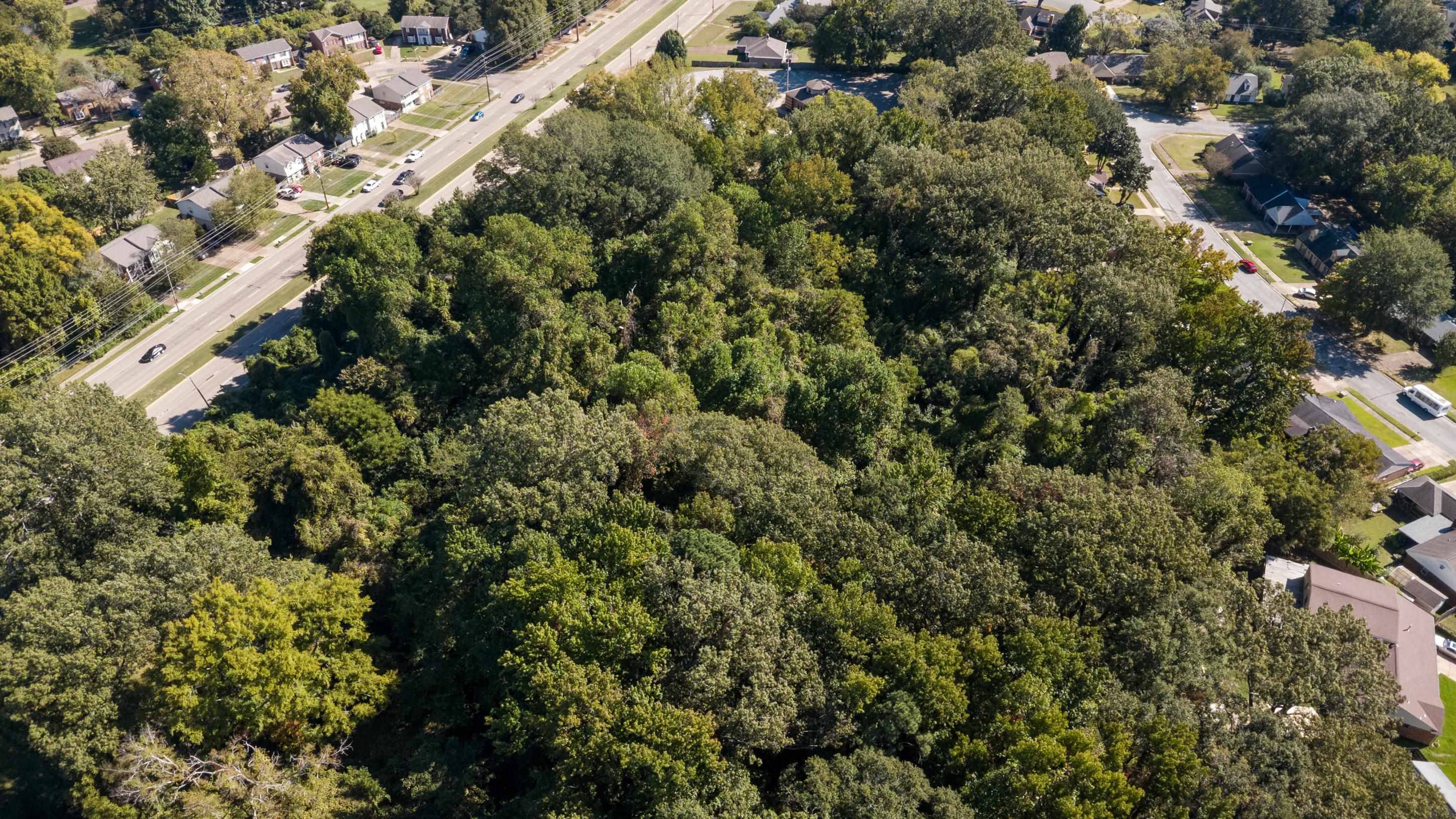 5259 Stage Road Bartlett, TN 38134 - Photo 7 of 15 a view of a forest with a tree