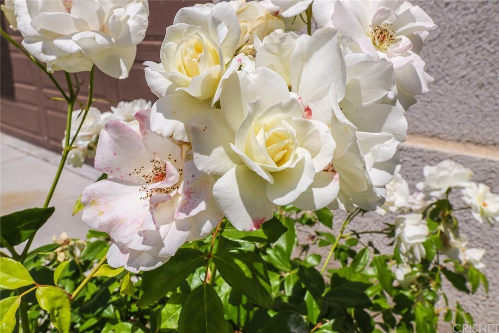 2948 Milestone Avenue Simi Valley, CA 93065 - Photo 12 of 70 Iceberg roses blooms all year long unlike other roses which goes dormant.