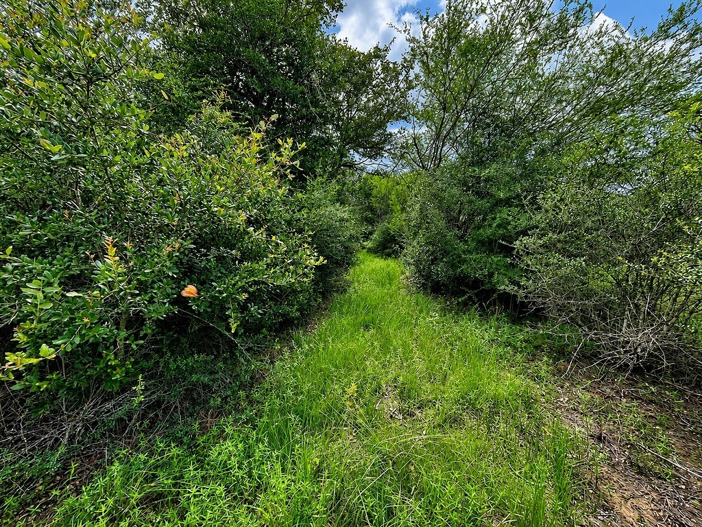 Tbd Water Oak Road Columbus, TX 78934 - Photo 4 of 14