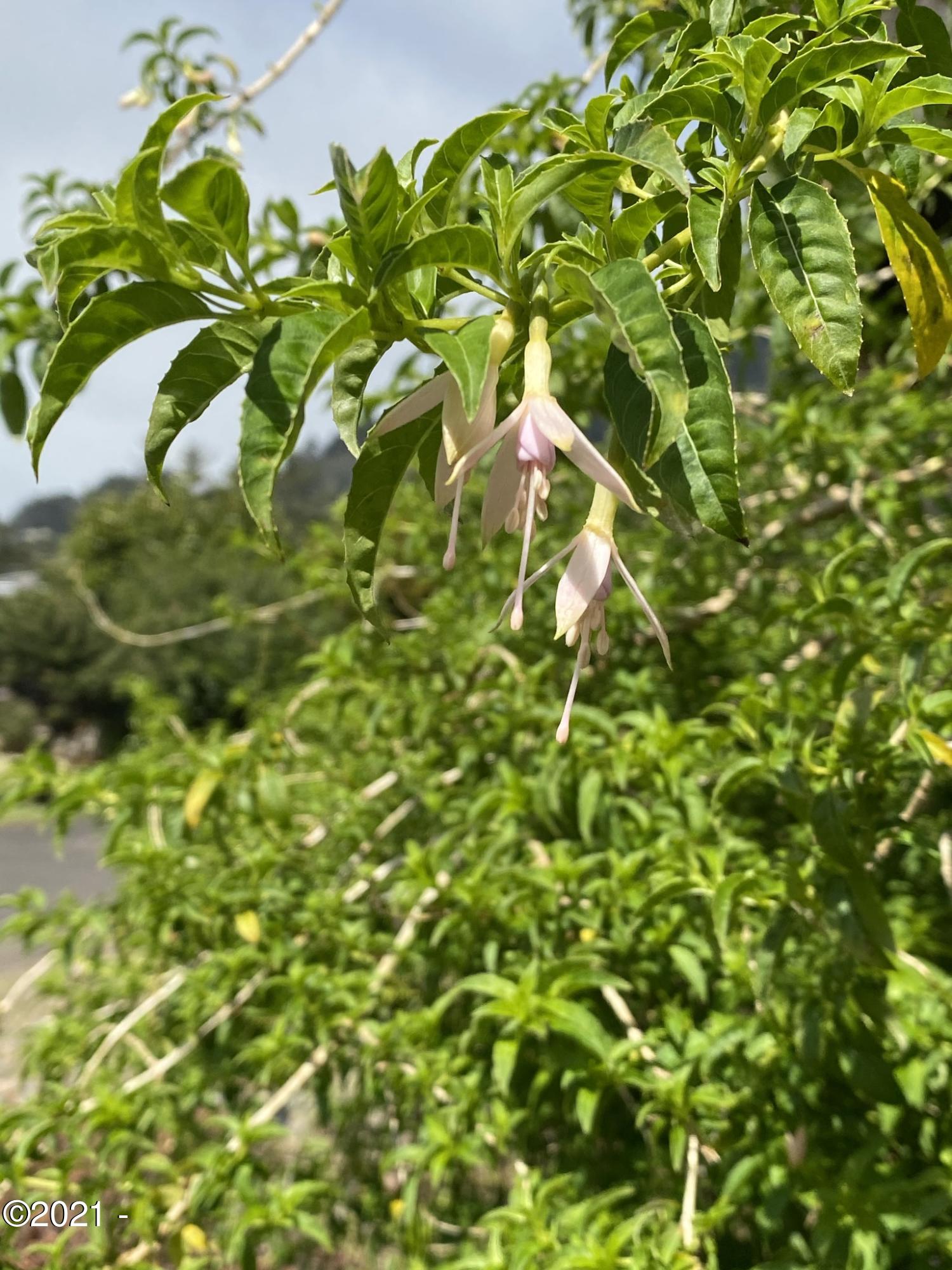 17 Shell Street Yachats, OR 97498 - Photo 29 of 63 Healthy Fuchsia