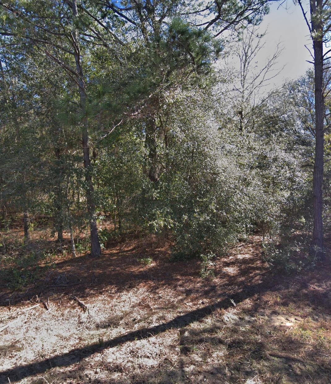 0 Maltas Avenue Interlachen, FL 32148 - Photo 6 of 6 a view of a forest covered with trees
