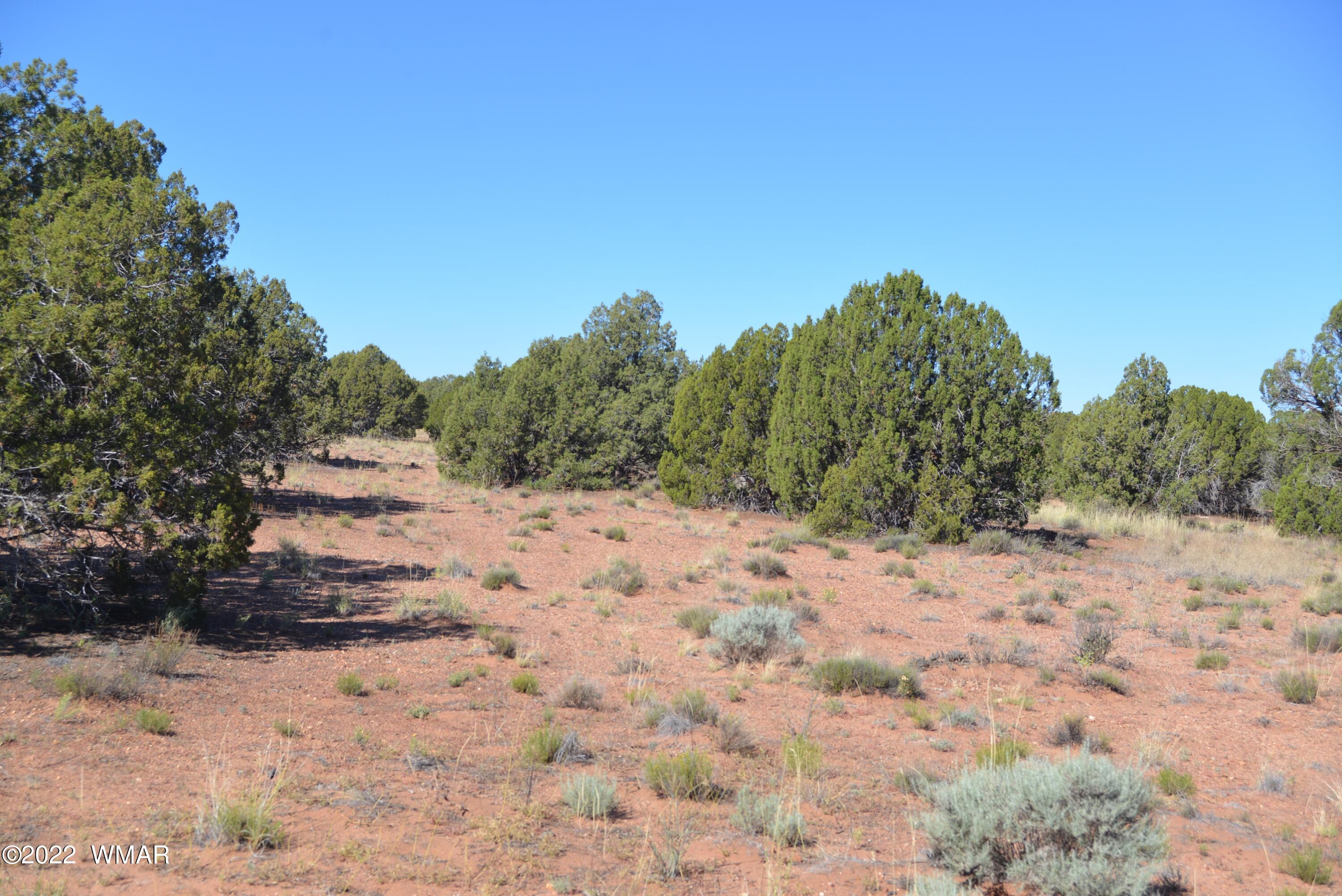4278 Indian Bend Road Snowflake, AZ 85937 - Photo 1 of 4 a view of a dry yard with trees