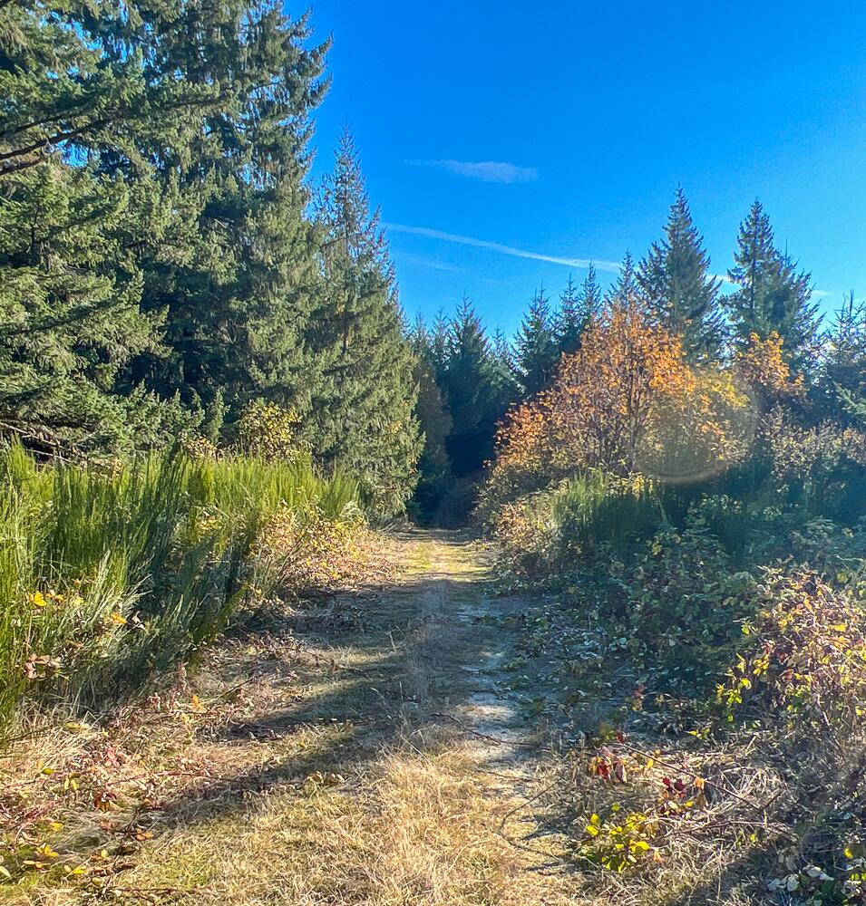 0 Cater Road Warren, OR 97053 - Photo 22 of 31 IMG_1896