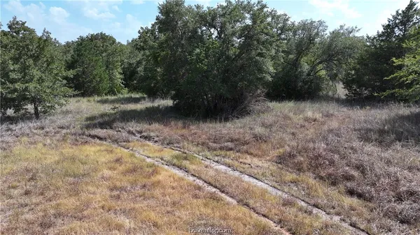 a view of a forest with trees in the background