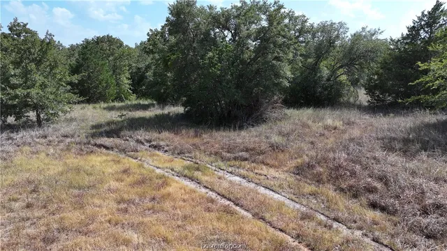a view of a forest with trees in the background