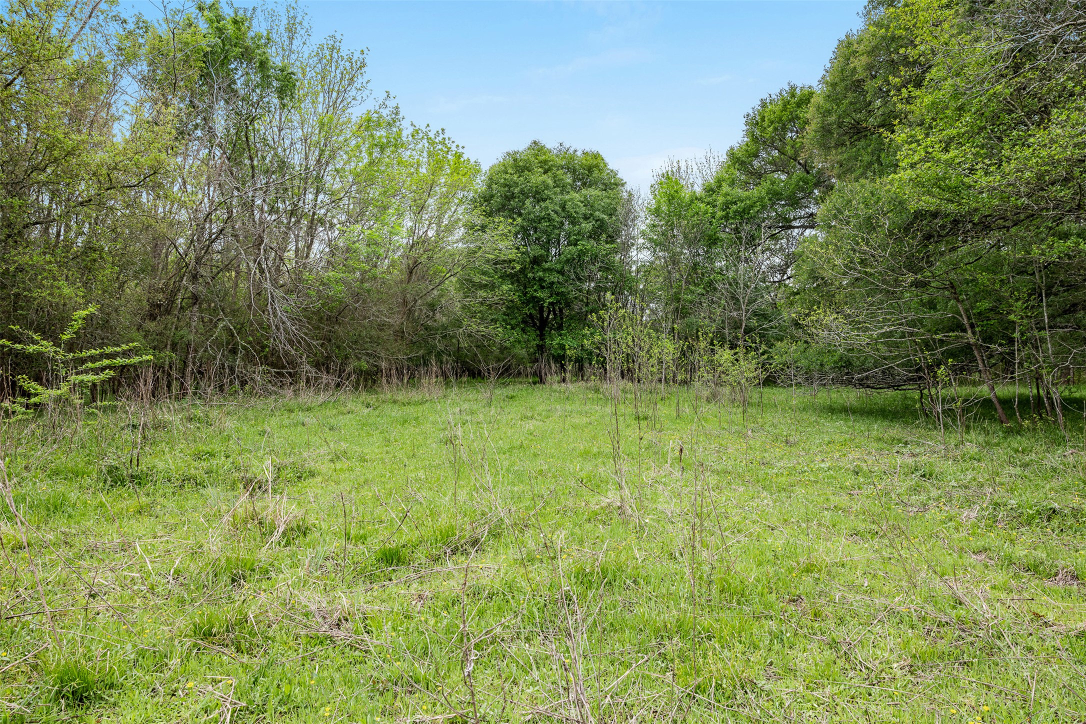 433 County Road 433 Dime Box, TX 77853 - Photo 12 of 23 a big yard with lots of green space and deers