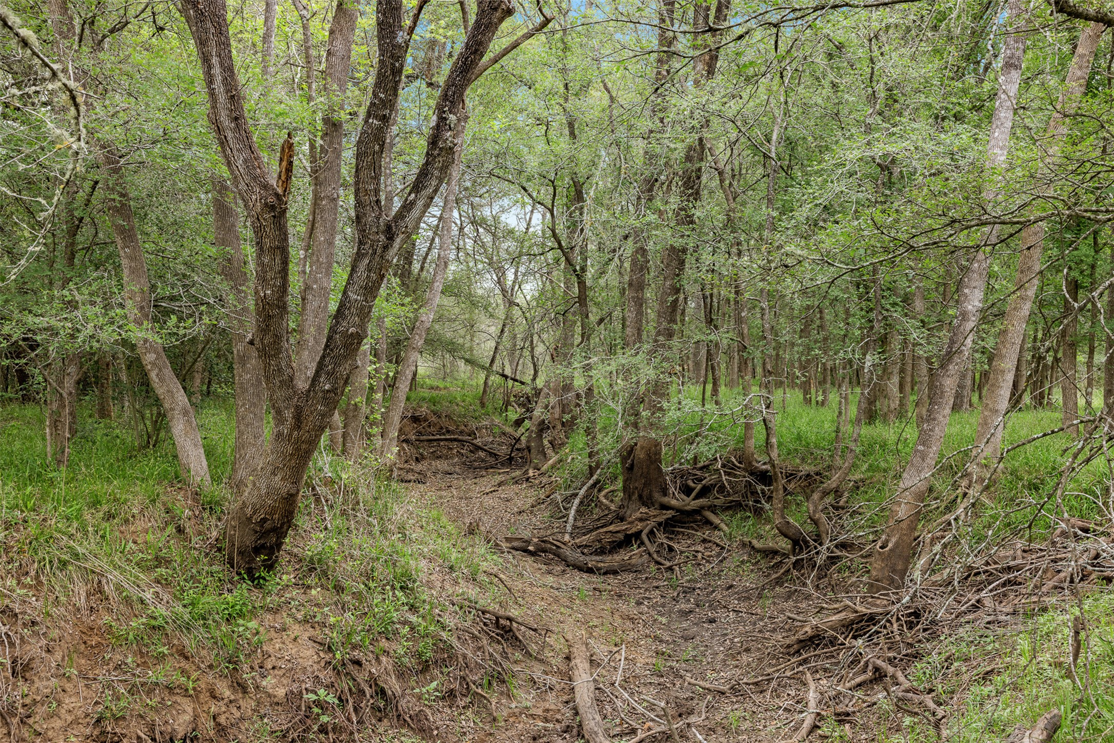 433 County Road 433 Dime Box, TX 77853 - Photo 3 of 23 a view of a forest