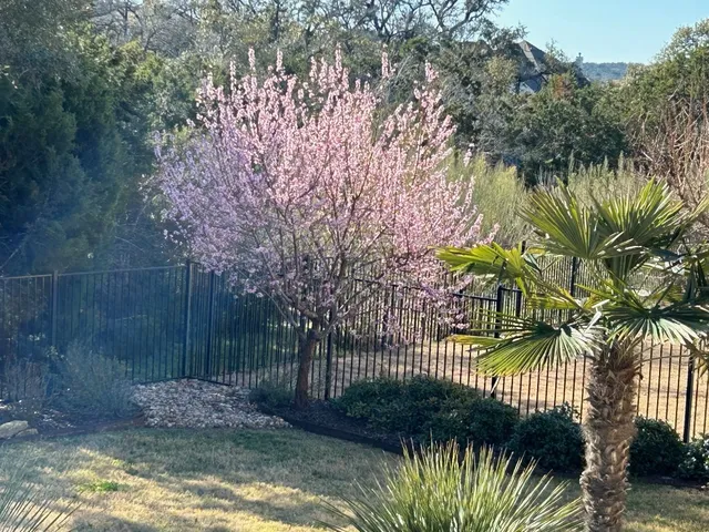 a view of a yard with plants and large trees