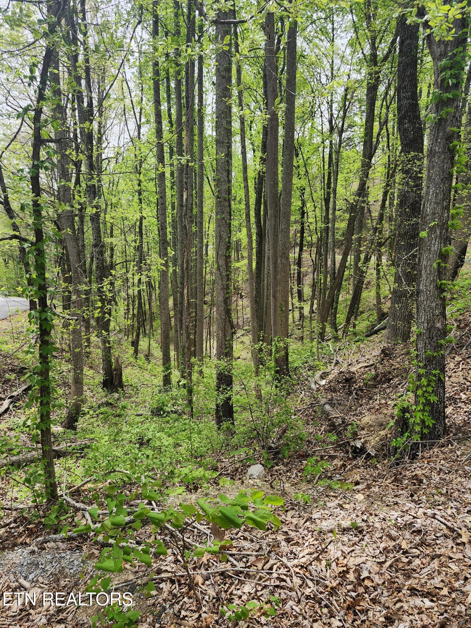Lot 1 Hatcher Mtn Road Sevierville, TN 37862 - Photo 1 of 10 Image 01