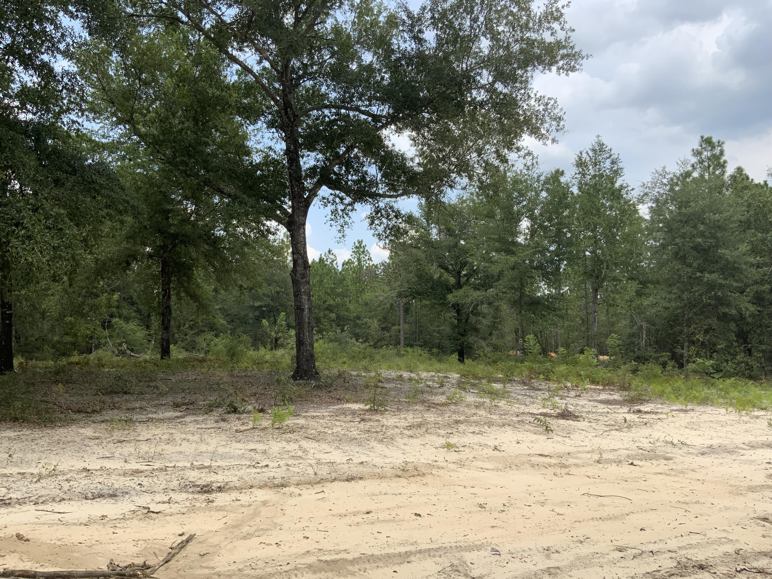 0 Matilda Lane DeFuniak Springs, FL 32433 - Photo 9 of 26 IMG_1991