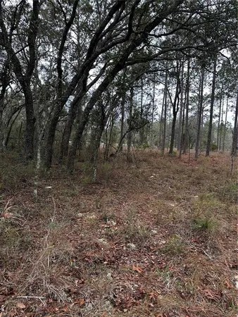 a view of a forest with trees in the background