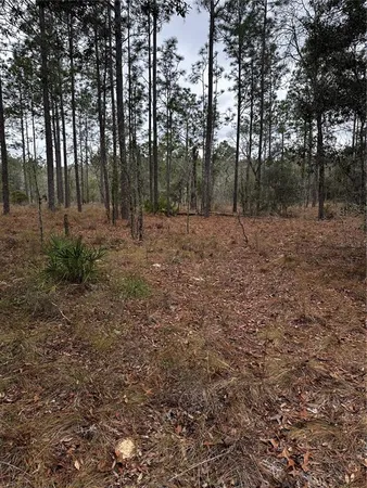 a view of a forest with trees in the background