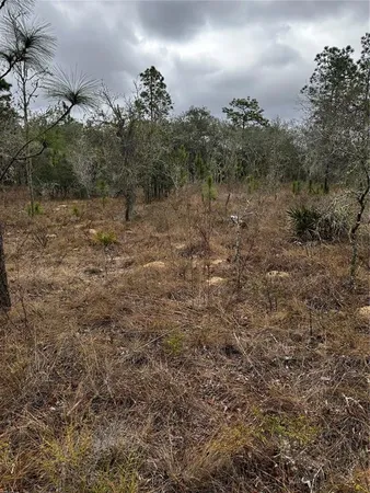 a view of a forest with trees in the background
