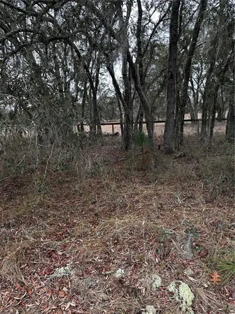 a view of a forest with trees in the background