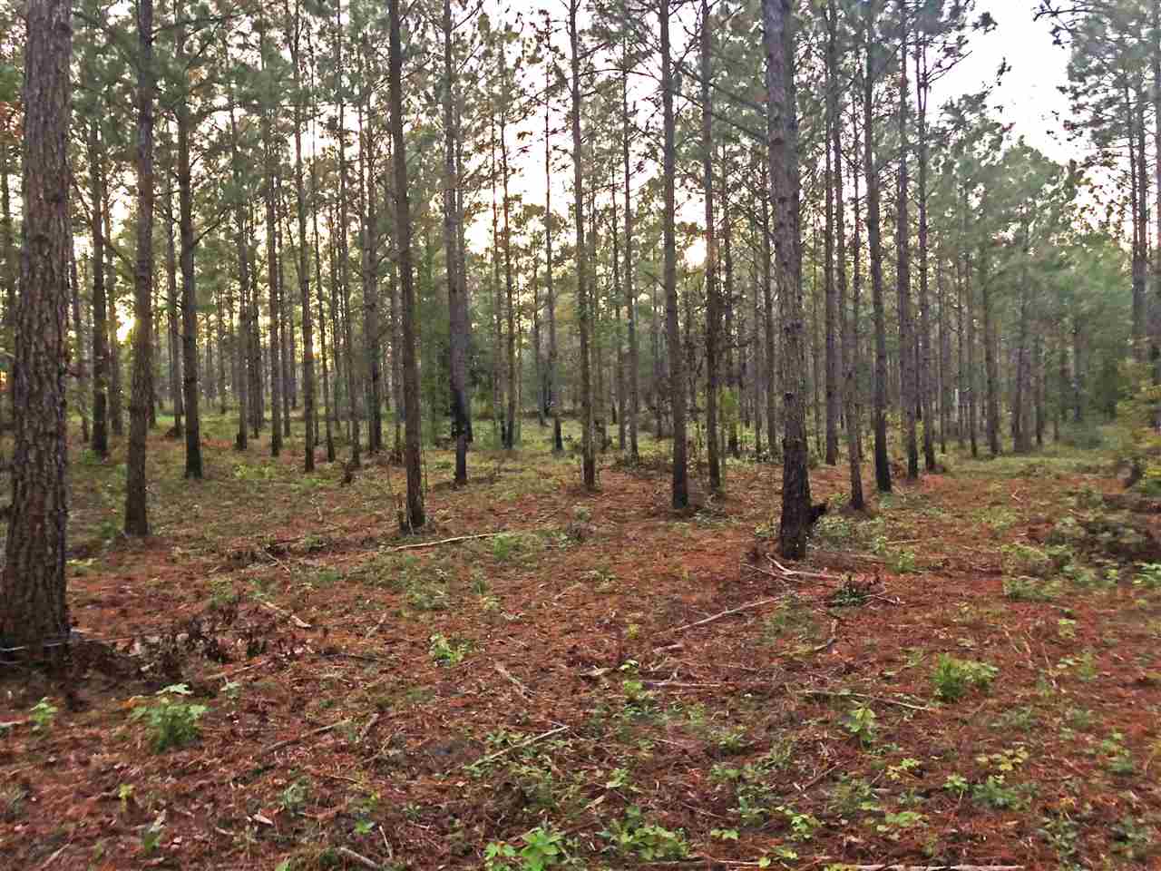 Xxx North Gilley Road Madison, FL 32340 - Photo 3 of 4 Gallery Image 3