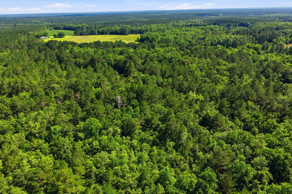 Lot #3 Crosby Clark Road Opp, AL 36467 - Photo 5 of 15