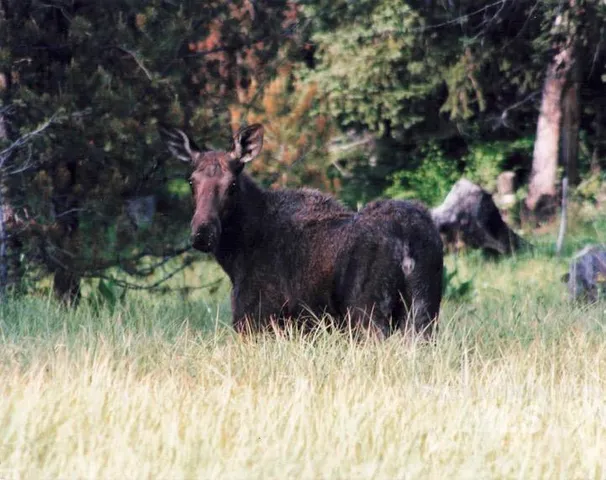 $518,000 | 23003 Deer Creek Road, Winchester, ID 83555