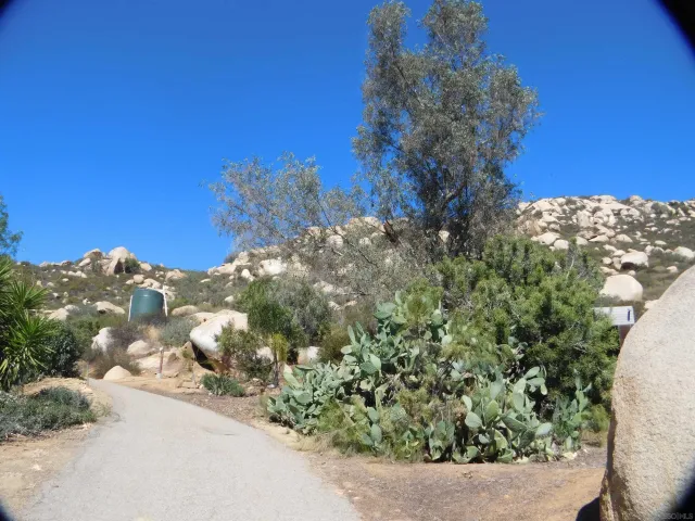 a view of a tree with a yard