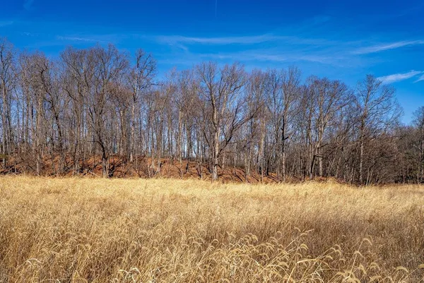 a view of a yard with trees