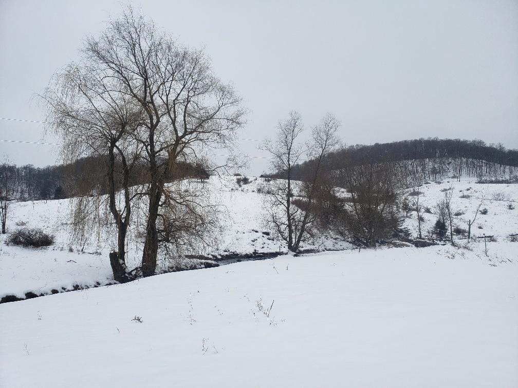 trees creek