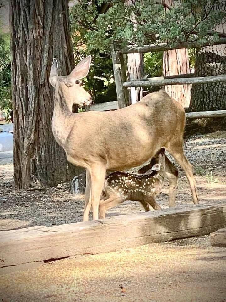 620 Loop Drive Camp Nelson, CA 93265 - Photo 25 of 44 Doe and Fawn in yard